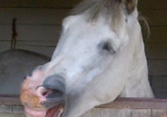 From the horse’s mouth