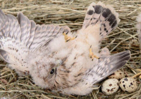 CAM Specialist Support installs  ‘eye in the sky’ for amazing views  of Aylesbury’s famous peregrines