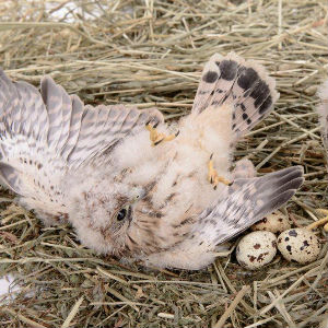 Outdoor cleaning specialist spreads wings to help client, Aylesbury Vale District Council, track the birds&rsquo; progress