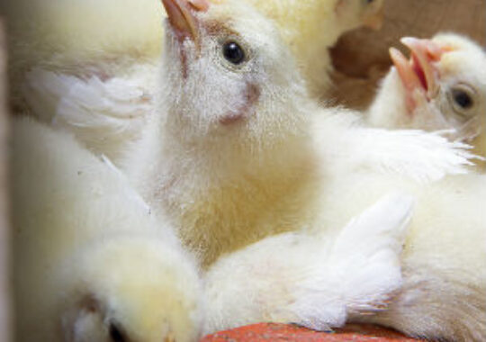 A drop of the good stuff can help poultry peak