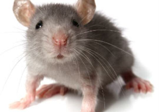 Mitie’s pest control business launches drain survey service to detect unwanted visitors hiding in the pipes