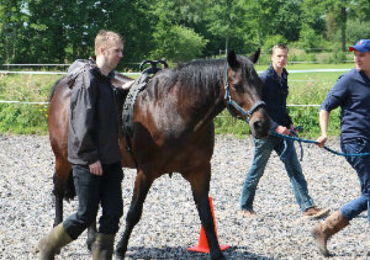 Leadership training is horses for courses